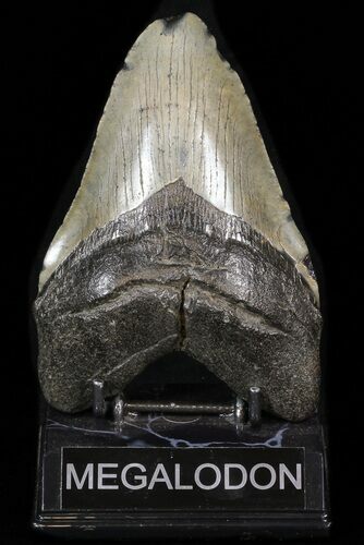 Fossil Megalodon Tooth - South Carolina #39235
